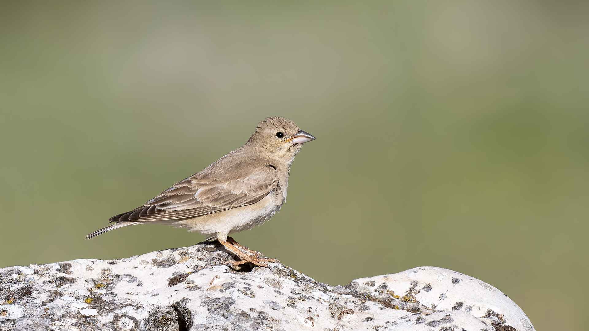 Pale Rockfinch
